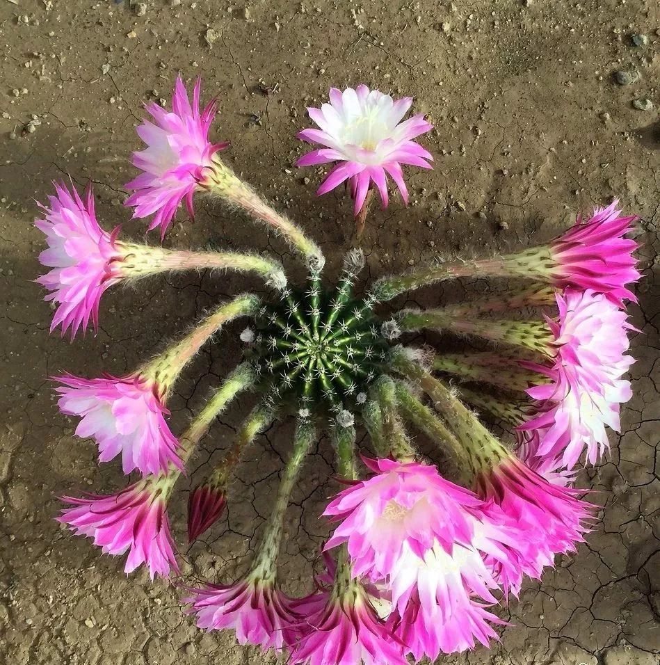 200种·仙人球开花图鉴，大开眼界，美到爆