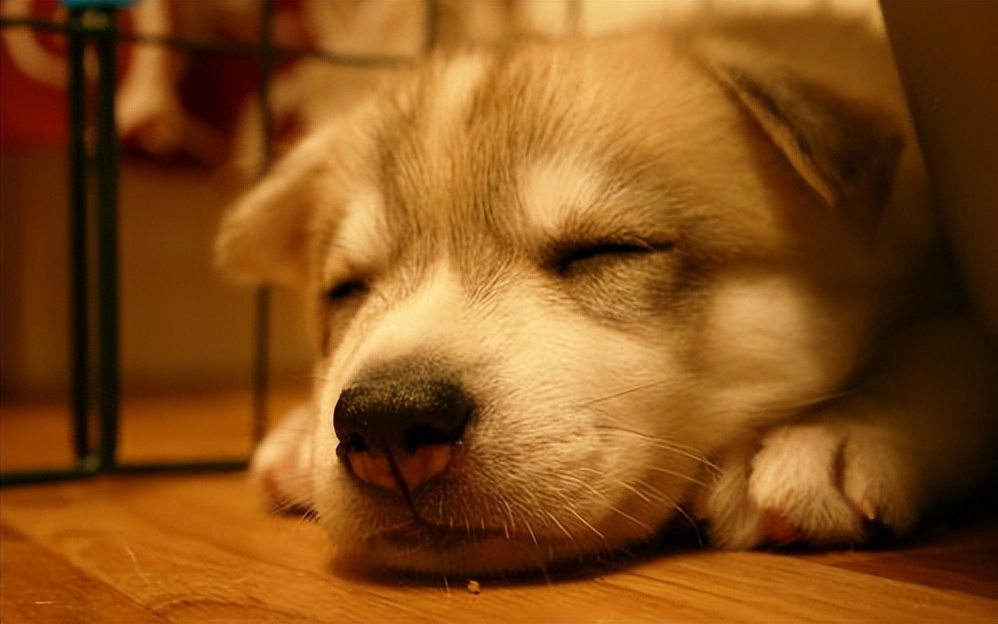 怎么养幼犬狗,幼犬好养还是成年狗好养