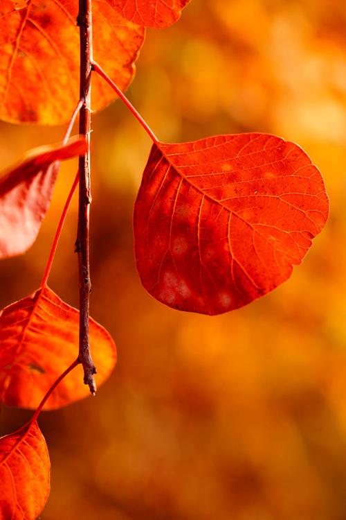 静谧浅秋唯美散文,散文十月愿一切美好如约而至