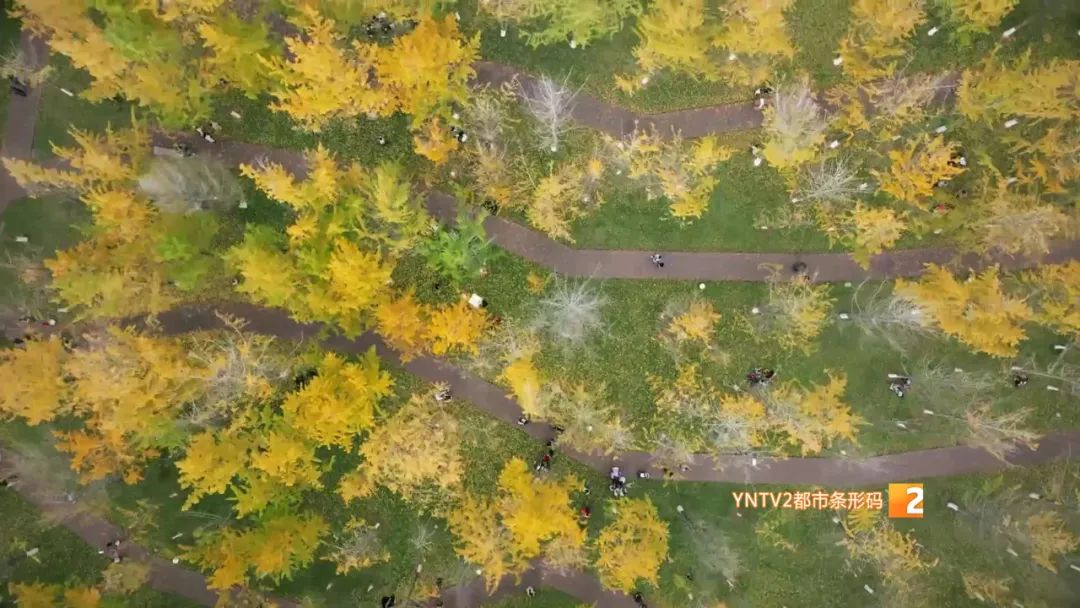 秋天的云南哪里漂亮又美丽,有一种美叫云南的秋天美景