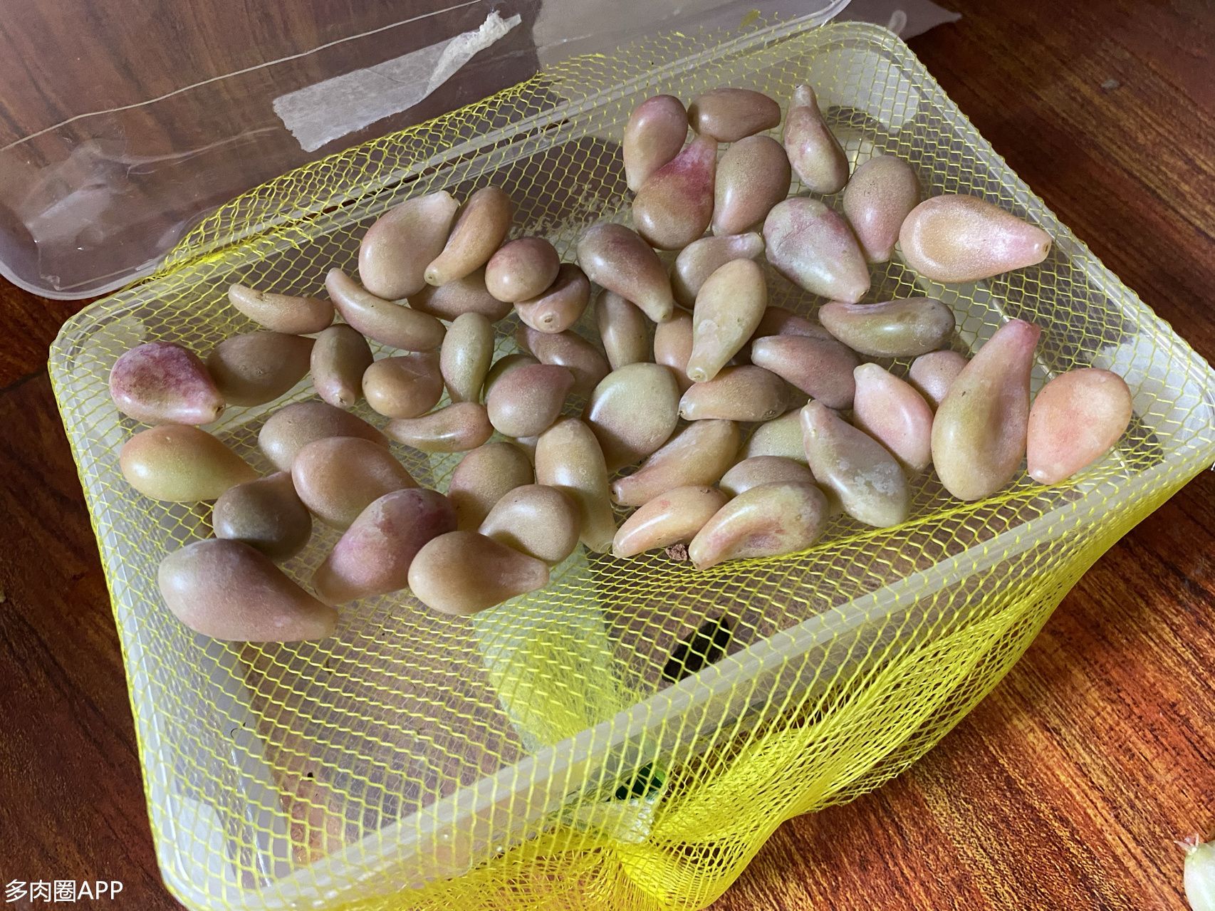 怎样让叶插的肉肉长得又快又壮,叶插技巧和方法