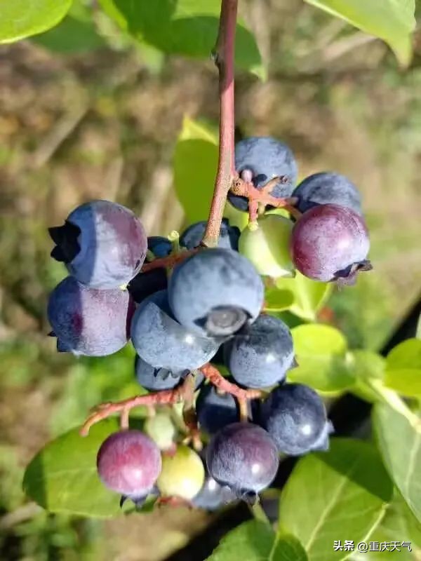 2023蓝莓采摘时间,重庆蓝莓采摘最佳时间