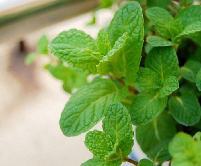 薄荷有清热解毒疏散风热,薄荷有清热凉血功效吗