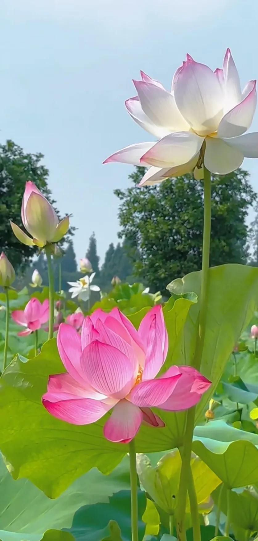 夏的季节荷花图片,三夏荷花图片