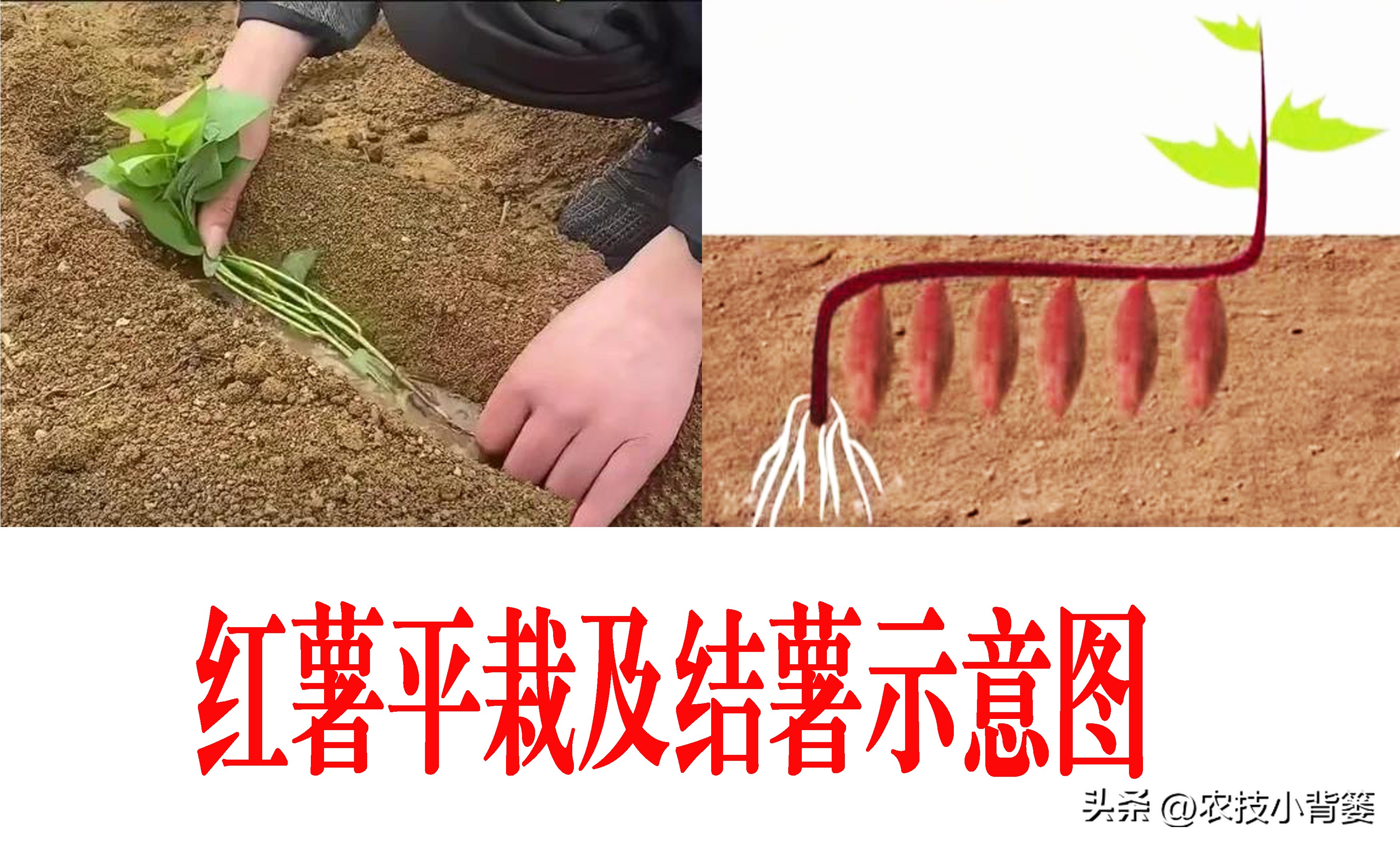 红薯栽培是斜插好还是平栽产量高,红薯藤育苗视频