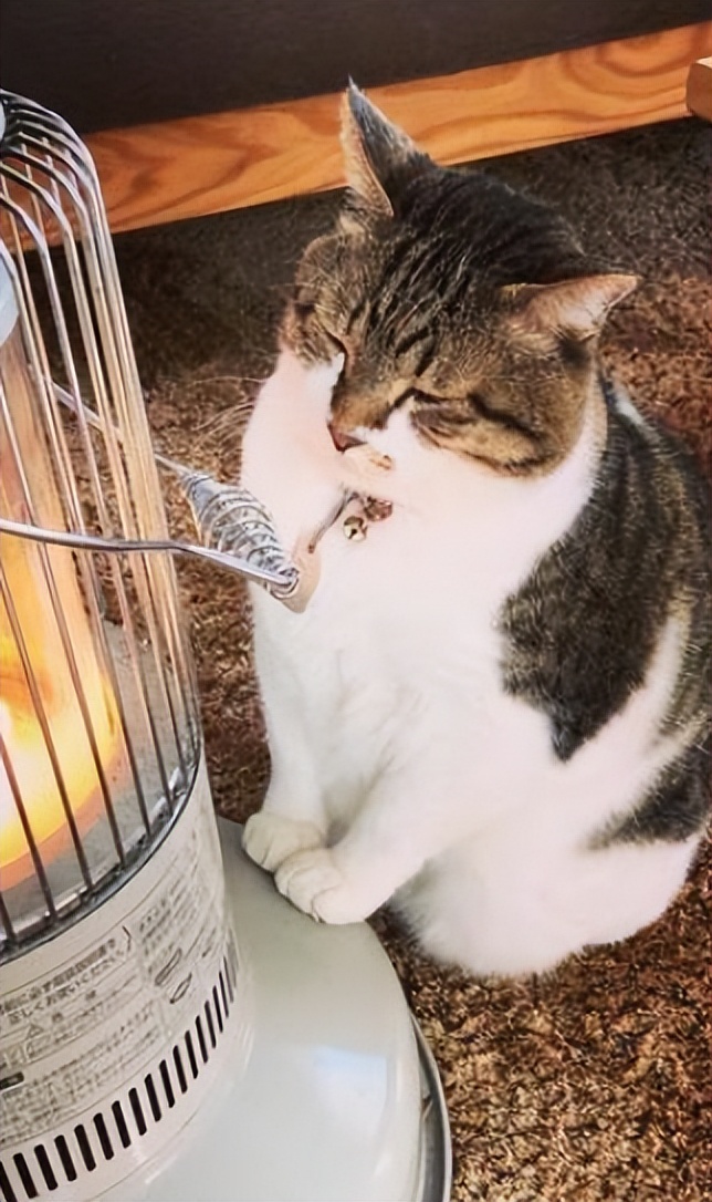 猫咪怕热怕冷是怎么回事,猫咪怕冷的迹象