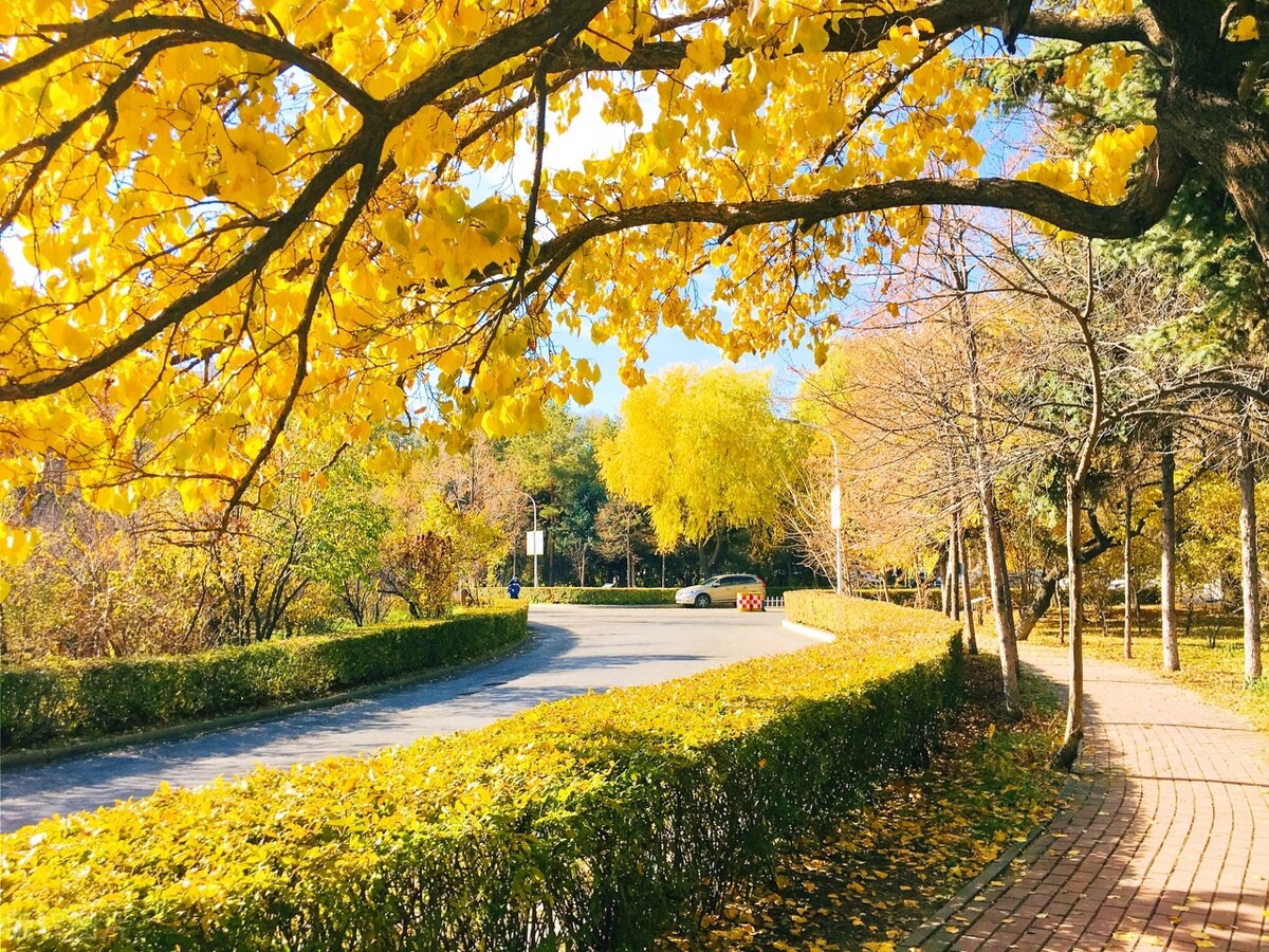 医科大学评估排名,2019年中国医学大学排行