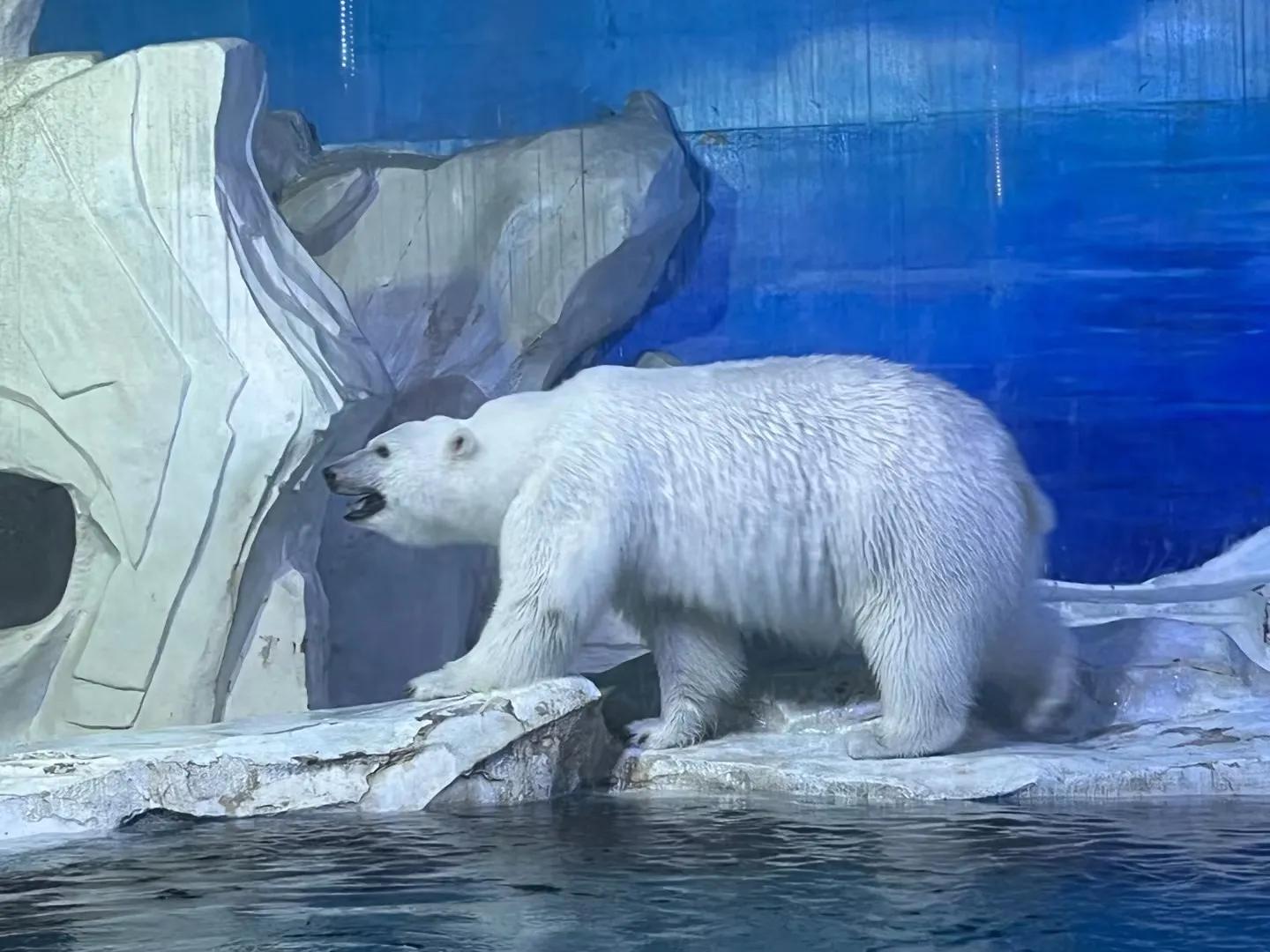 海昌极地海洋公园99元夜场票,海昌海洋极地公园攻略