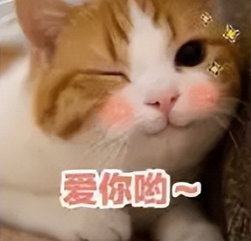 上班看到的可爱小猫,猫咪看到主人拿到自己的玩偶无语