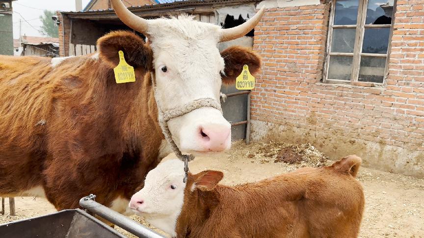 村镇银行助力乡村振兴成果,吉林省乡村振兴投资