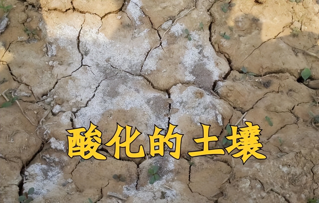 生石灰怎么治疗水霉病,生石灰土壤杀菌怎么用