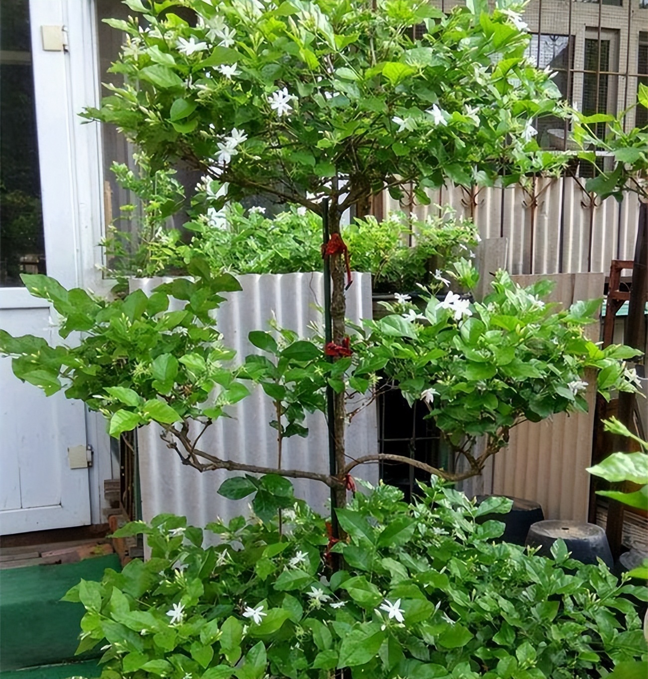 怎么养茉莉花开花多,茉莉花如何养开花不断