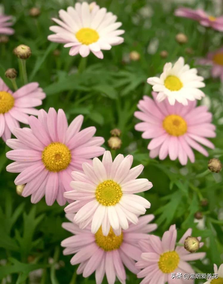 一丛黄菊花图片欣赏,五颜六色姹紫嫣红的鲜花