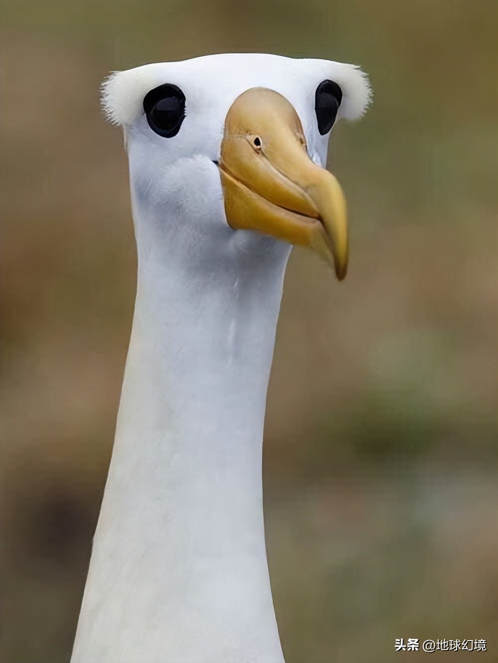 十大深海神秘巨型生物图片,天空拍到的像水母生物图