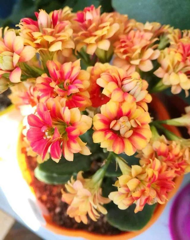 养在家里富贵花有哪些品种,盆栽富贵花怎么种植最好