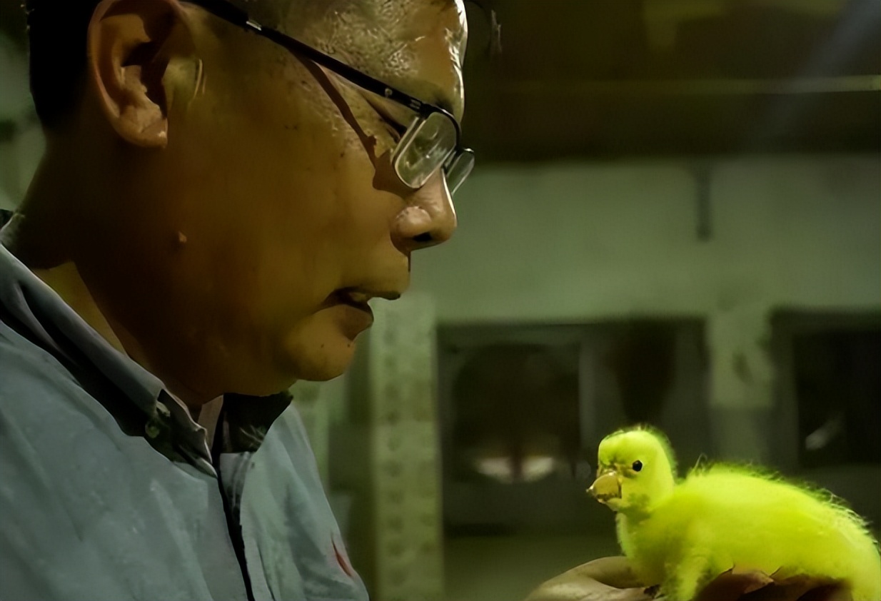 养鹅致富的成功案例,养鹅大王创业之路