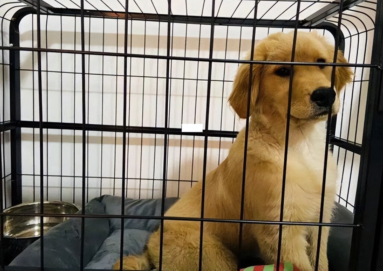 狗狗太兴奋了喜欢扑人怎么办,狗狗跳起来扑主人是什么意思