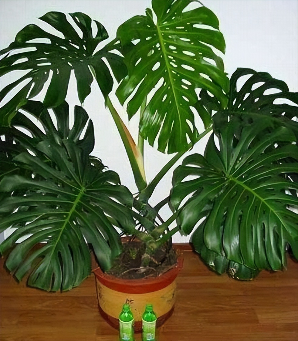 适合家养吸甲醛的绿植,适合家庭种植的除甲醛植物