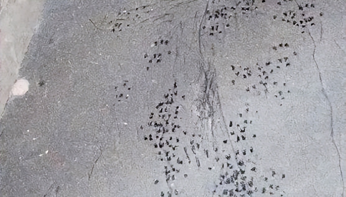 母老鼠怎么灭鼠,灭老鼠的最佳方法