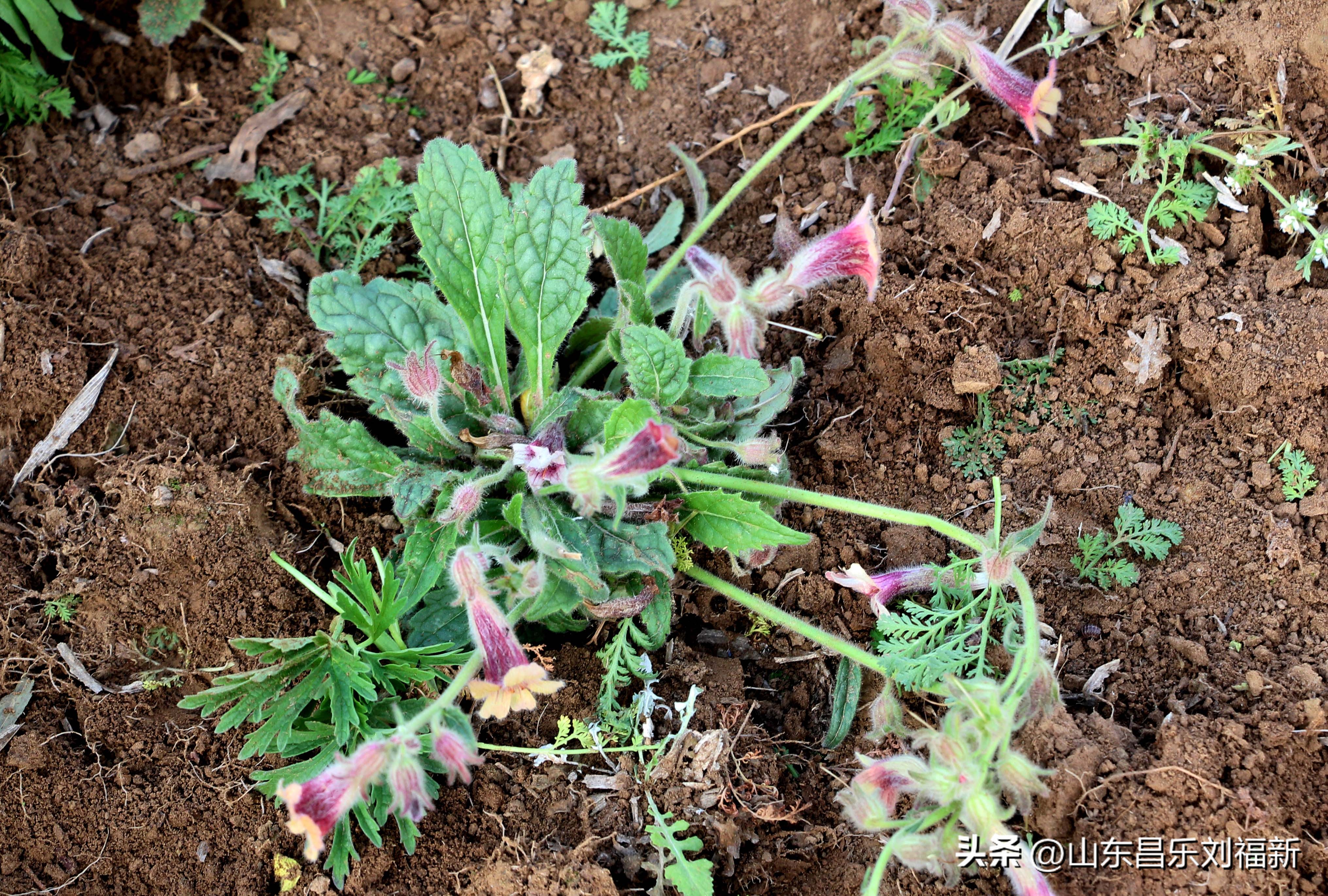 洋槐花·万马奔腾电器·鄌郚医院贴膏药