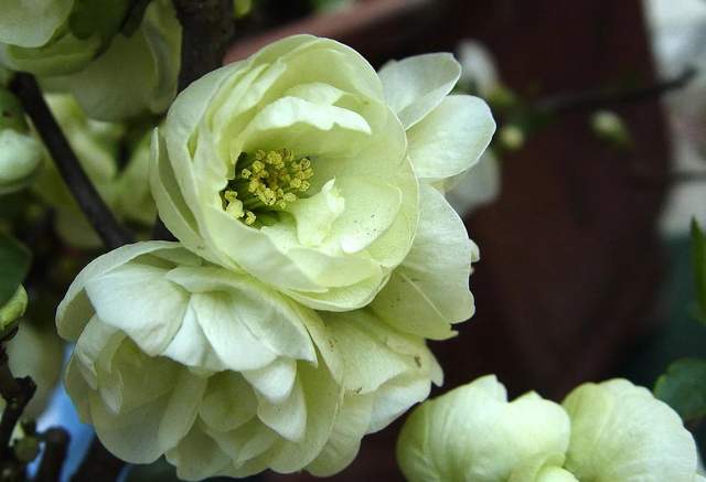 沂州海棠图片,临沂市花沂州海棠