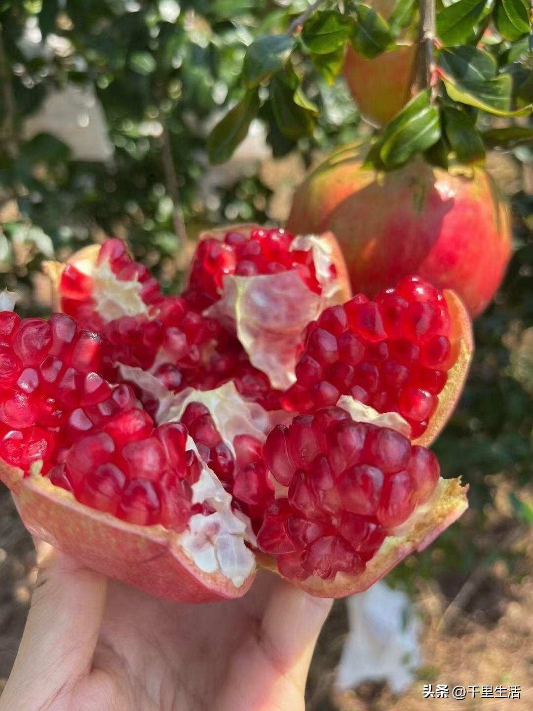 突尼斯软籽石榴和河阴石榴的区别,正宗原产地突尼斯第一名软籽石榴