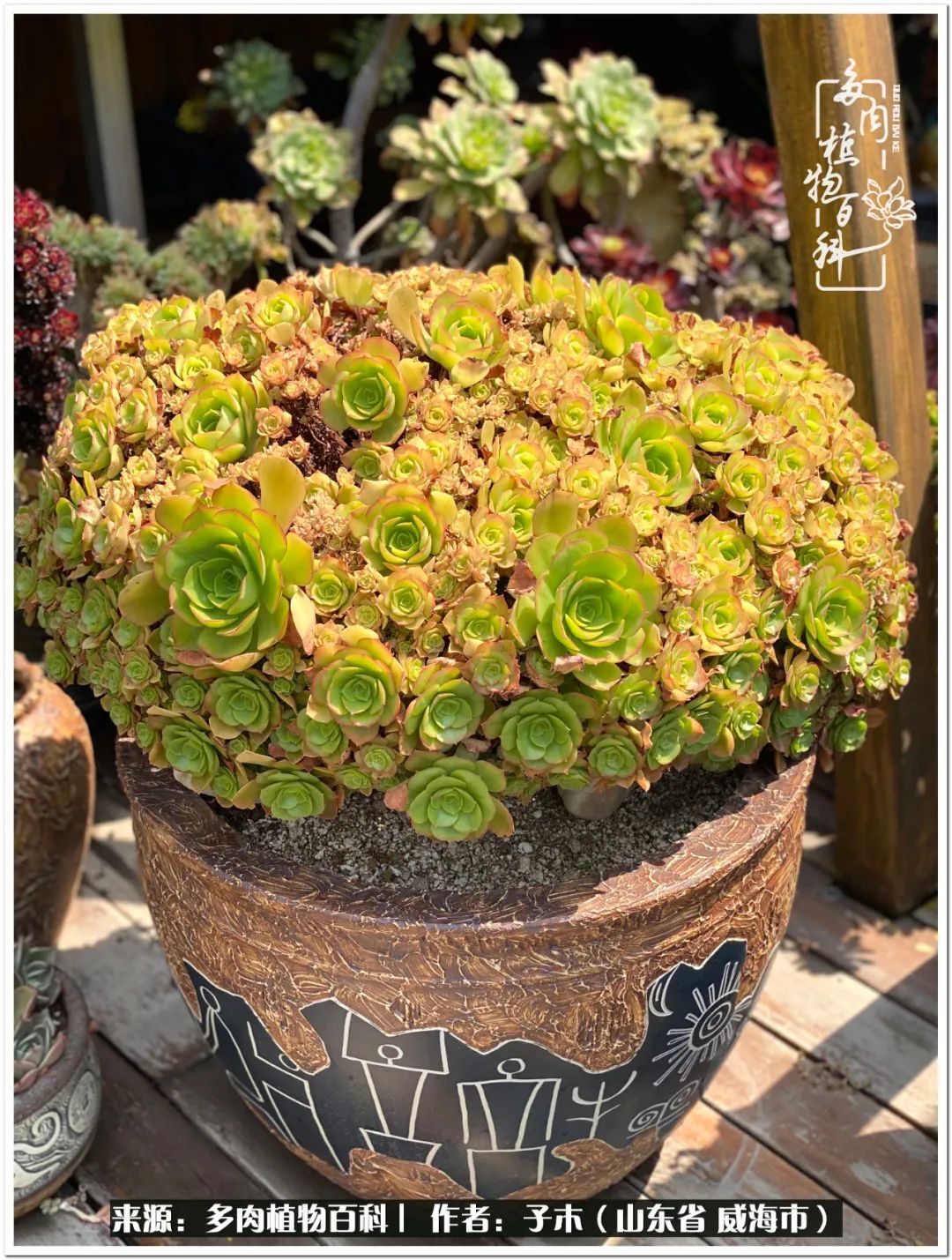 法师多肉成长史,法师多肉新手教程