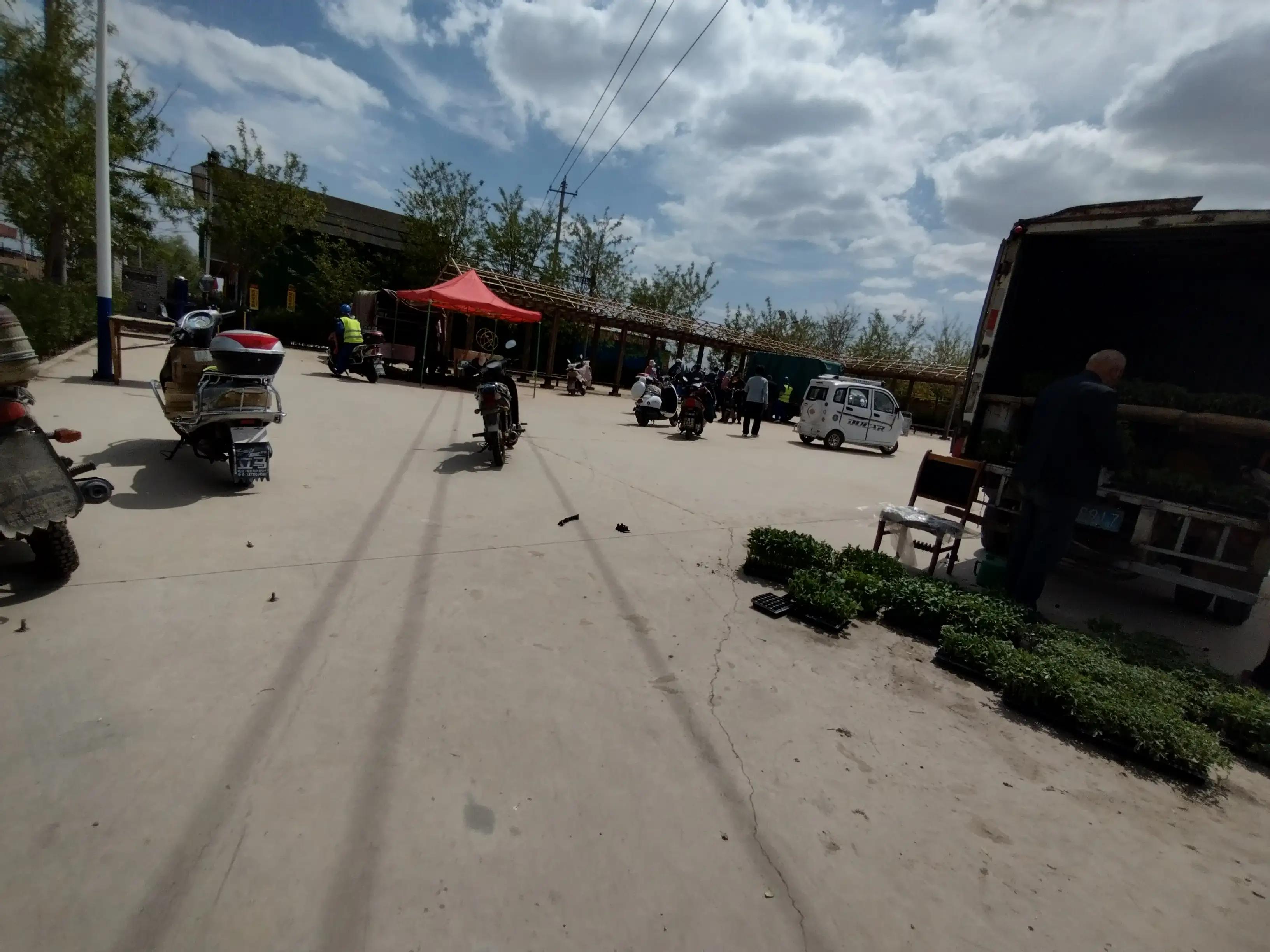 卖菜苗做什么生意,卖菜苗和种子