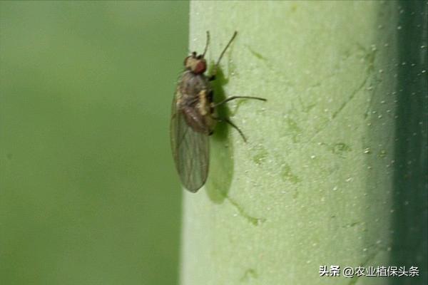 昆虫的习性与行为与害虫防治,害虫防治与昆虫分类