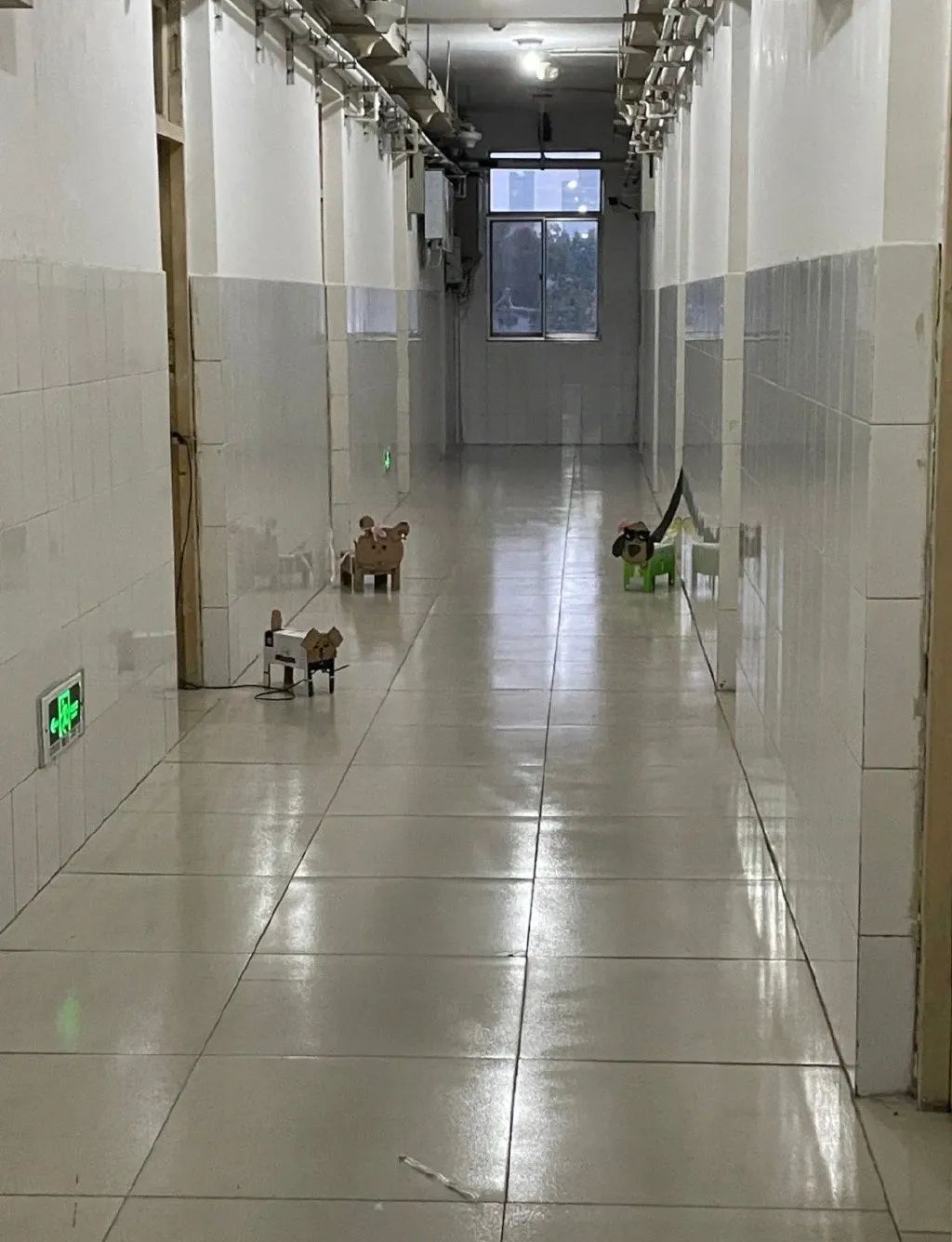 这届学生，开始在宿舍遛“纸狗”了