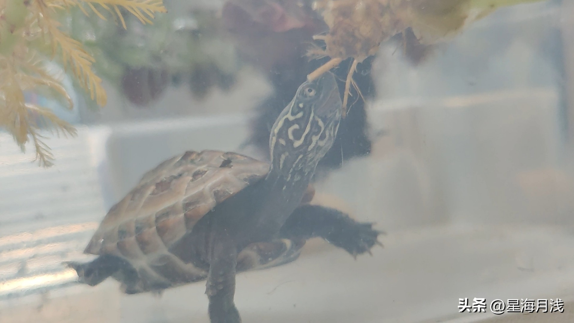 乌龟为什么耐饿,养龟日常几只调皮捣蛋的乌龟