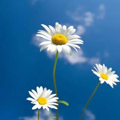 庄子人可以无情的活着,庄子谈死亡也许是另一种开始