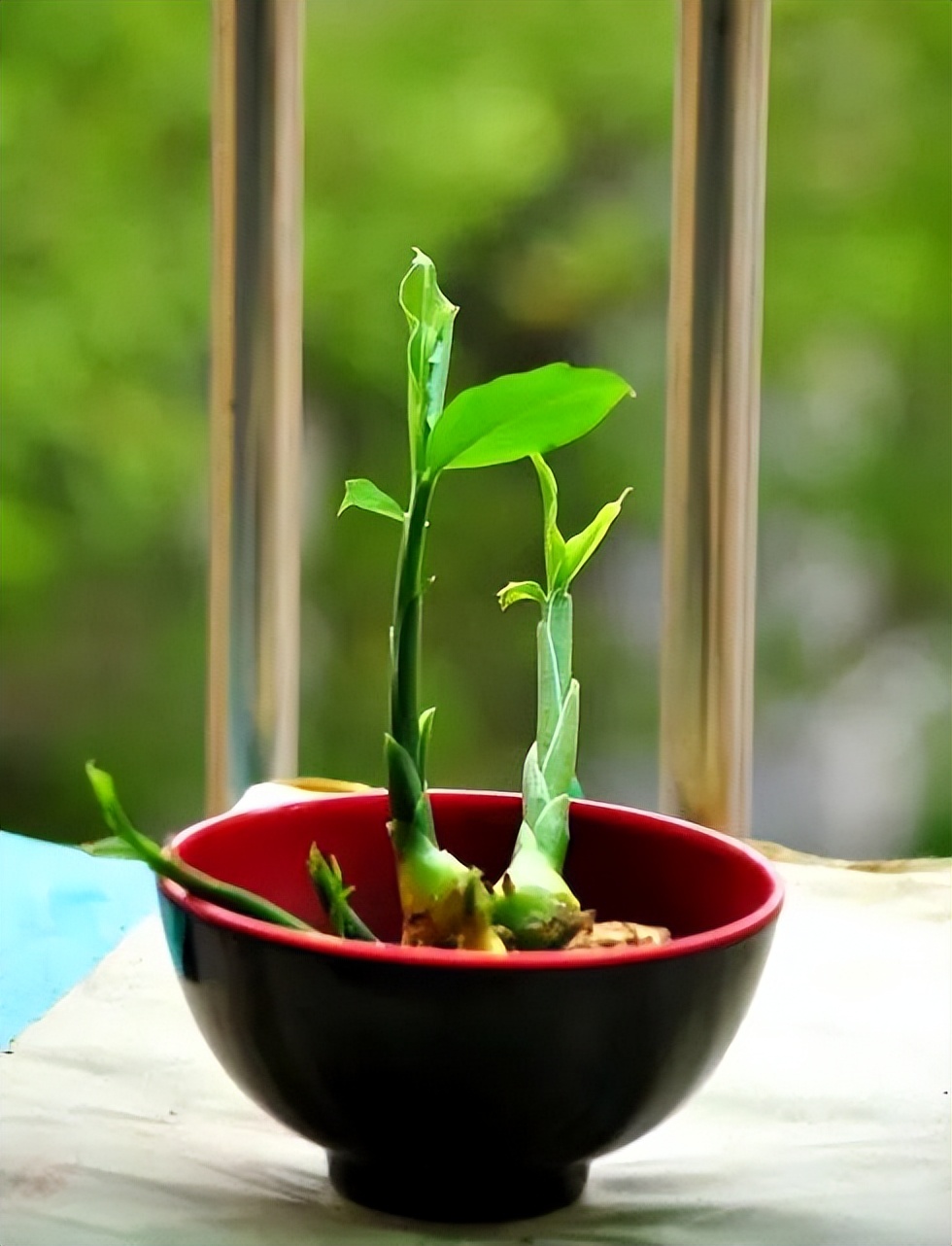 如何一年四季种盆栽生姜,盆栽生姜和种地里的生姜