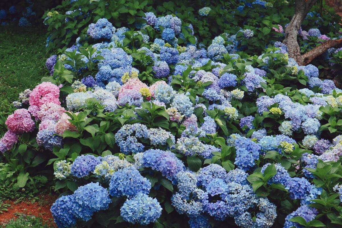 武汉五月看花的地方有哪些,武汉五月的花海