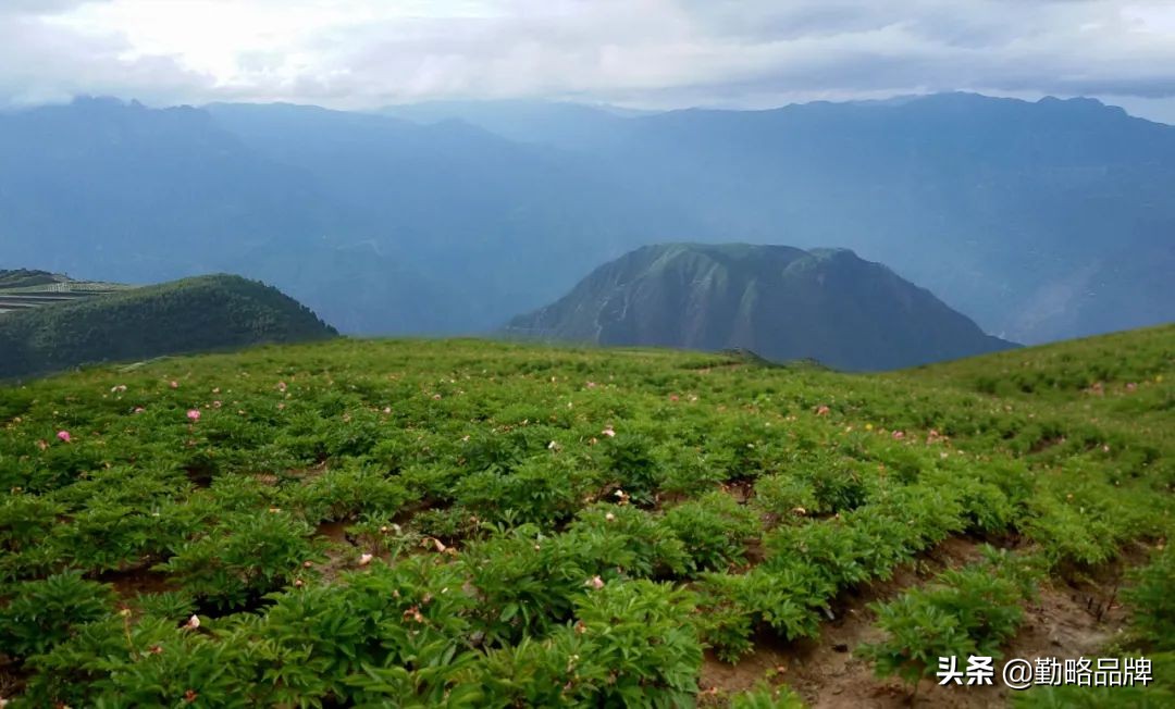 兰花中药图片大全,兰花中药图片