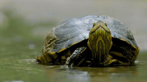 96岁还在奔波工作，这老爷子做出了今年9.8分神片