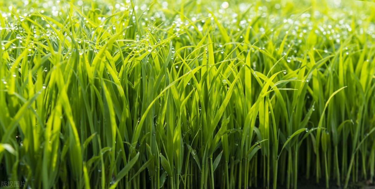 促进水稻氮素吸收利用的途径,促进水稻根系生长的措施