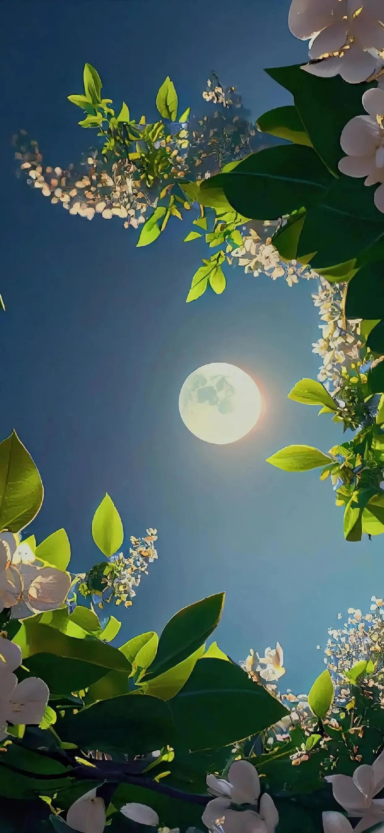 美丽的太阳高清手机壁纸,美丽的鲜花手机壁纸