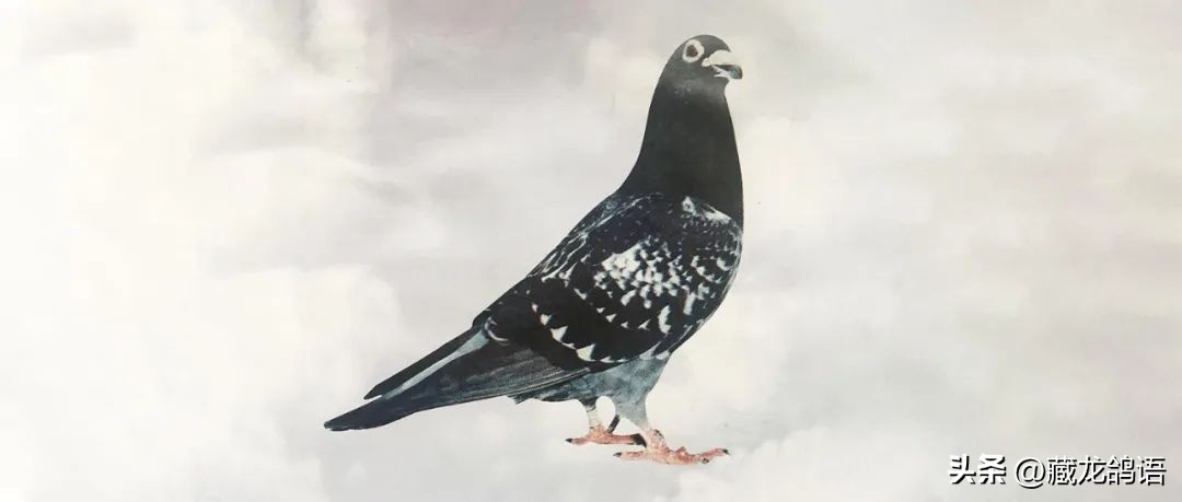 这是一位以“李鸟天落”起家却又超过李梅龄的大师,上