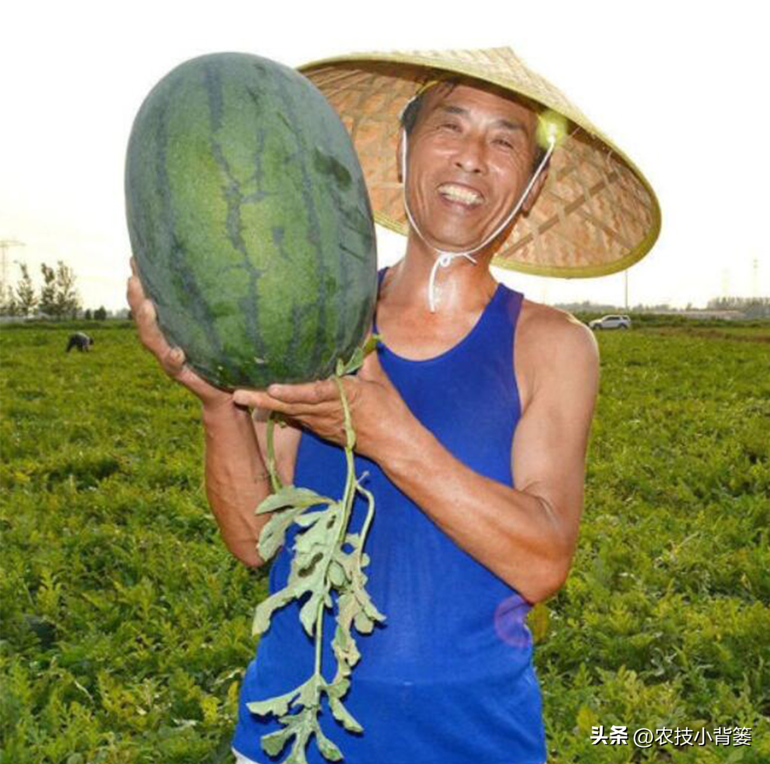 西瓜怎么种植才能高产一点,西瓜有哪些种植管理技巧