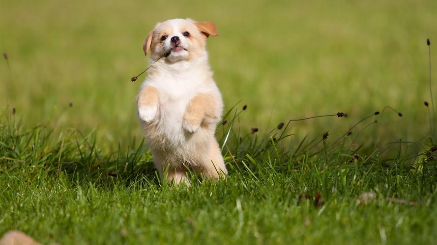 狗狗为什么会轻轻咬你,狗狗轻咬主人手啥意思