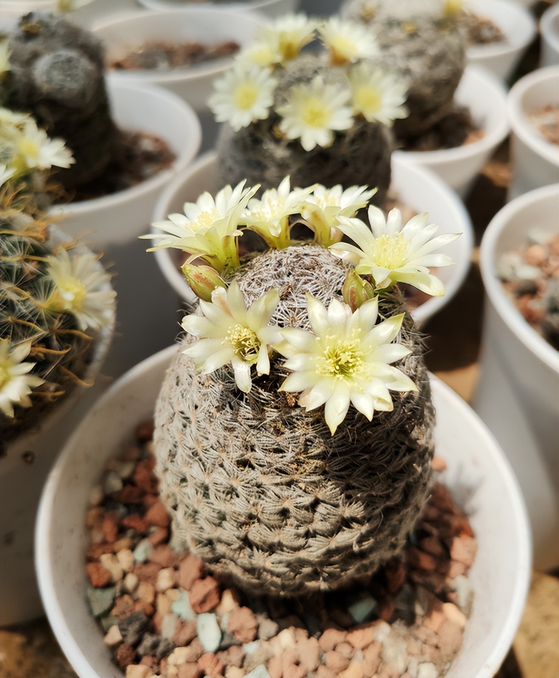 仙人球换盆的正确方法,仙人球换盆最佳方法