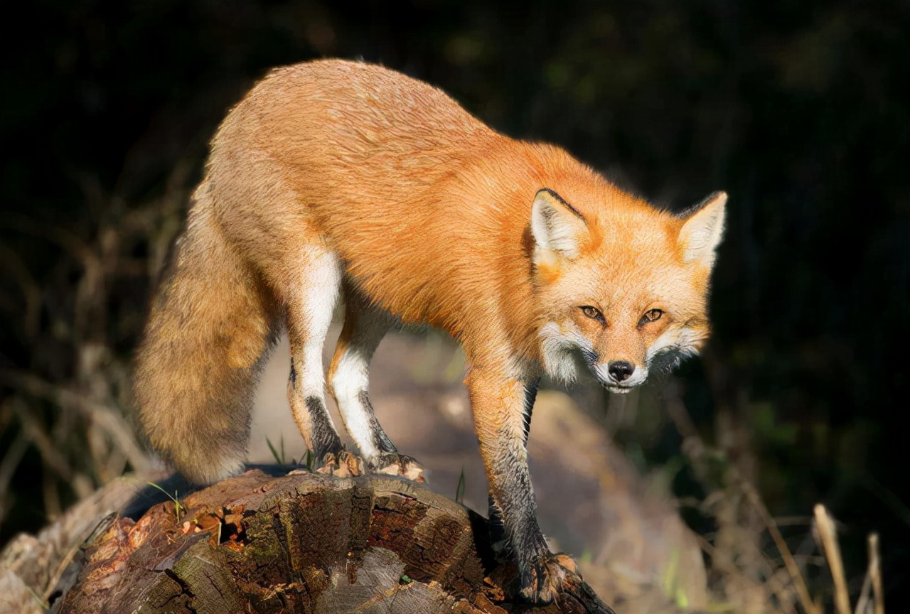 动物报复人类事例的真实故事,动物复仇的真实事件