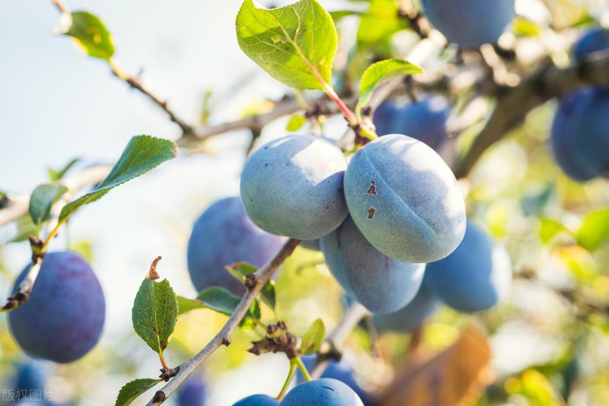 夏天的水果李子,夏天有好吃的李子