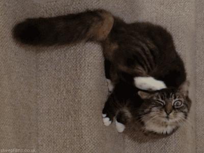 猫咪去宠物店洗完澡过敏,猫咪去宠物店洗澡引起应激反应