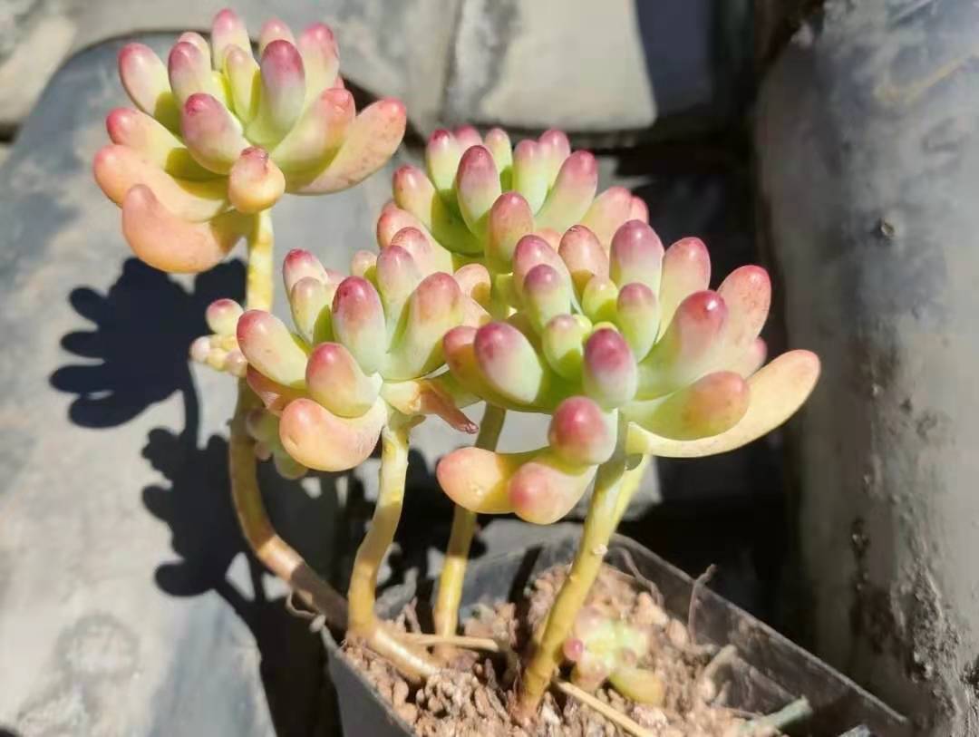 多肉乙女心四月份要不要把头弄掉,果冻乙女心多肉怎么养得又肥又大