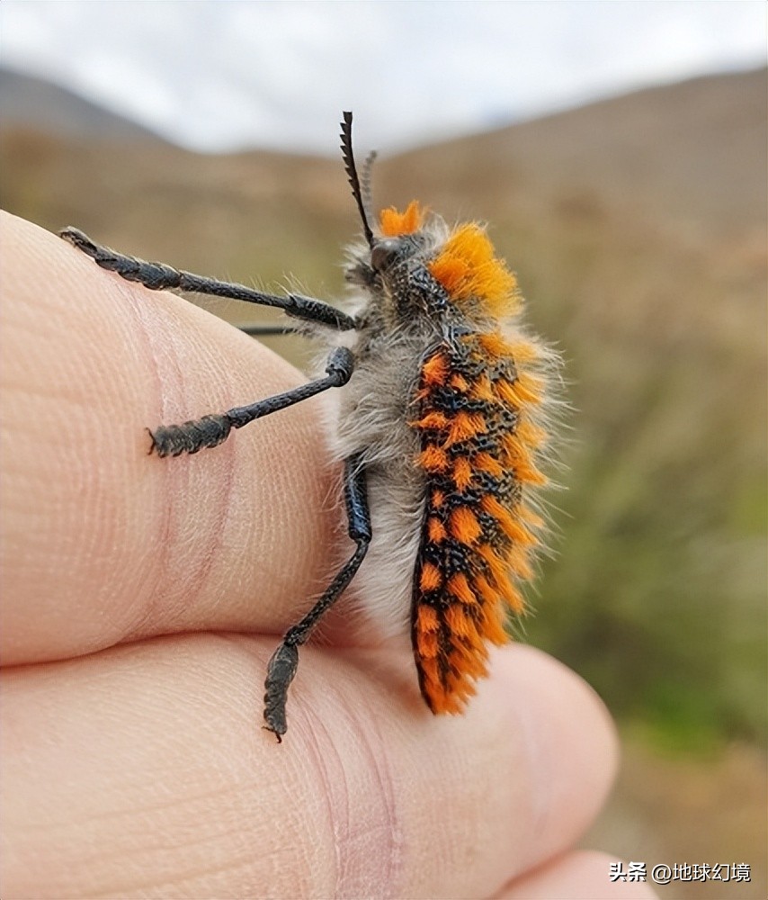 十大深海神秘巨型生物图片,天空拍到的像水母生物图