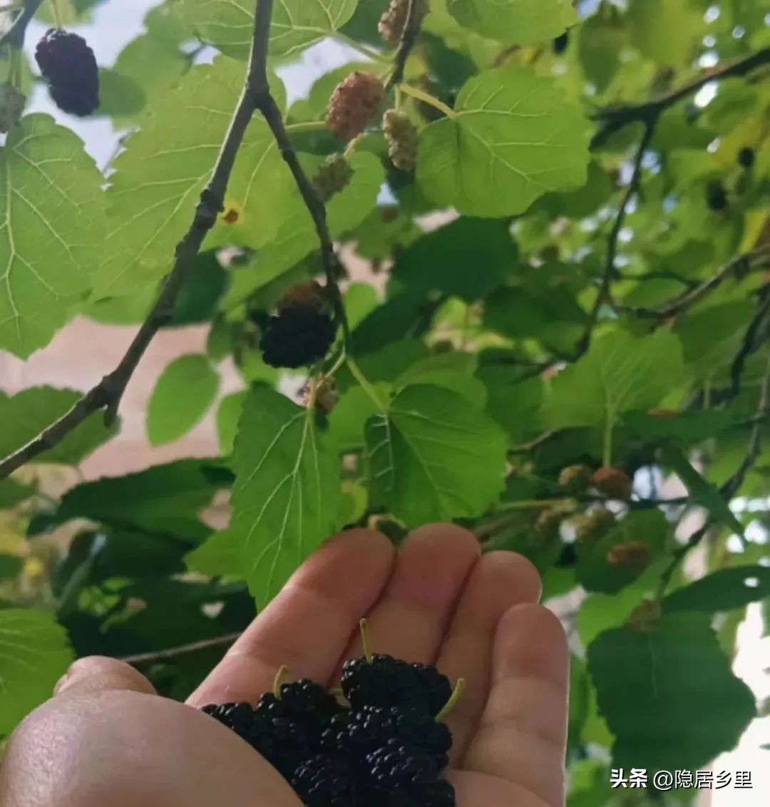 我为什么要在乡村开店——写给楚楚咖啡馆