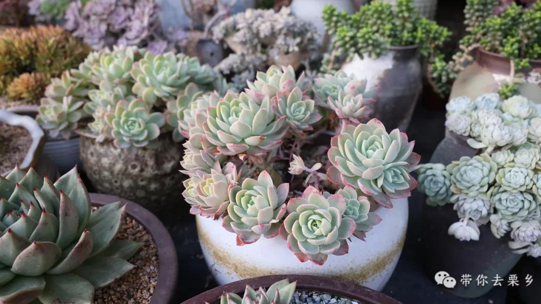 卖萌经济的生意经,卖萌生意的利润