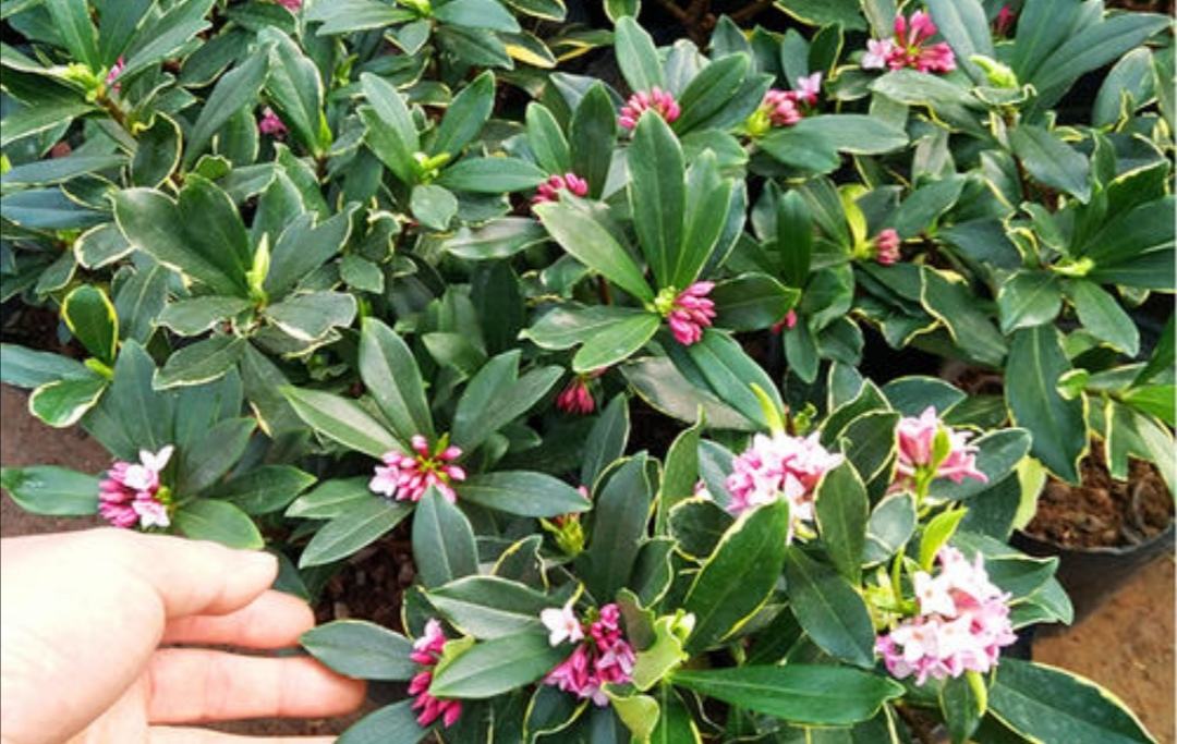 4种花适合新手养漂亮好养,20种坑人的花